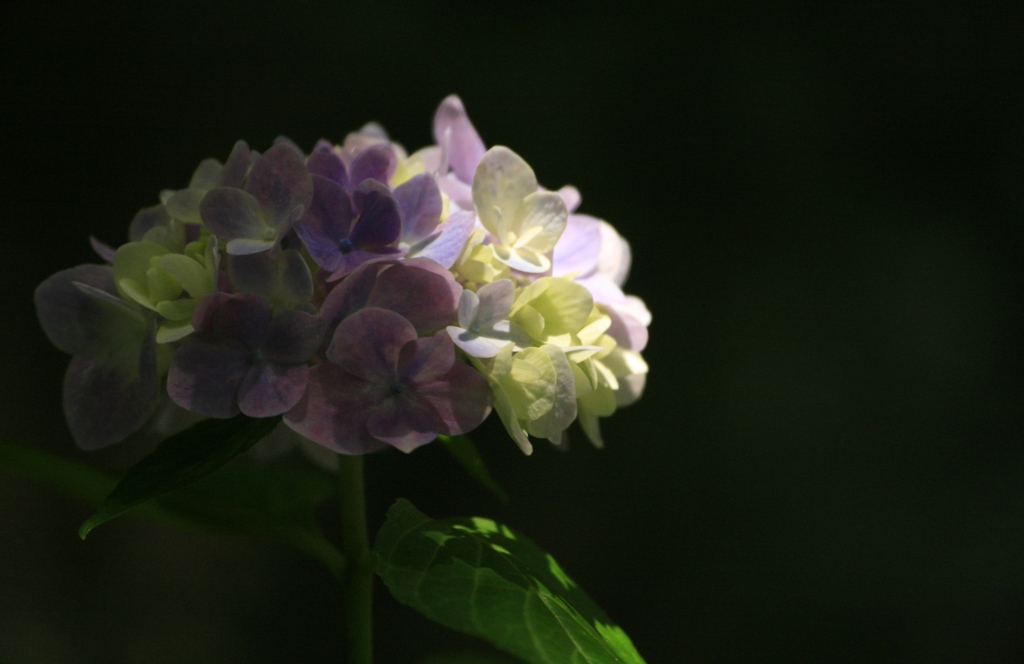 紫陽花　明暗