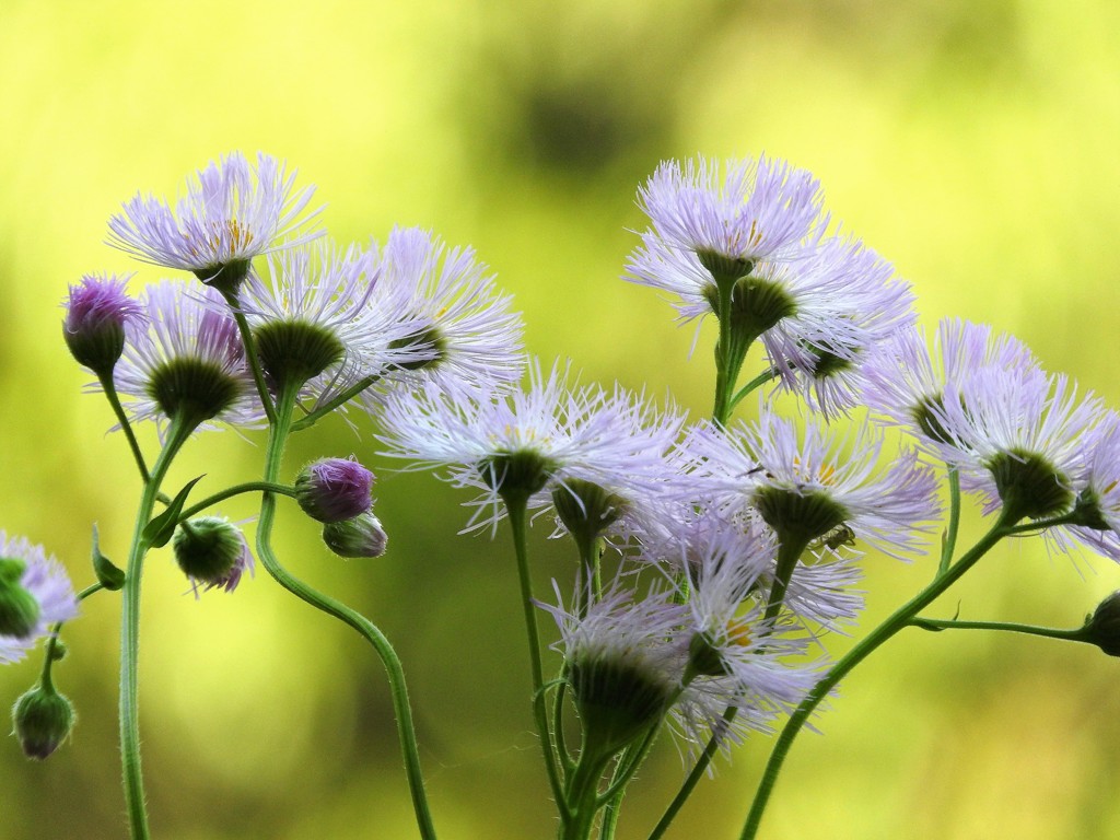 野の花ダンシング