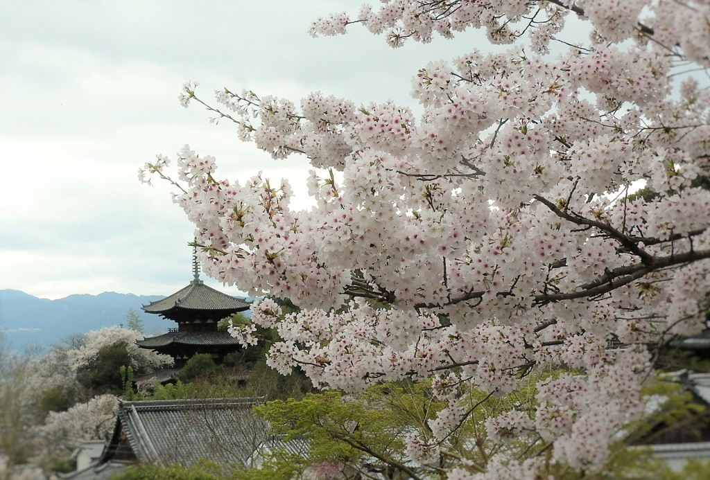 桜とともに　當麻寺