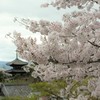 桜とともに　當麻寺