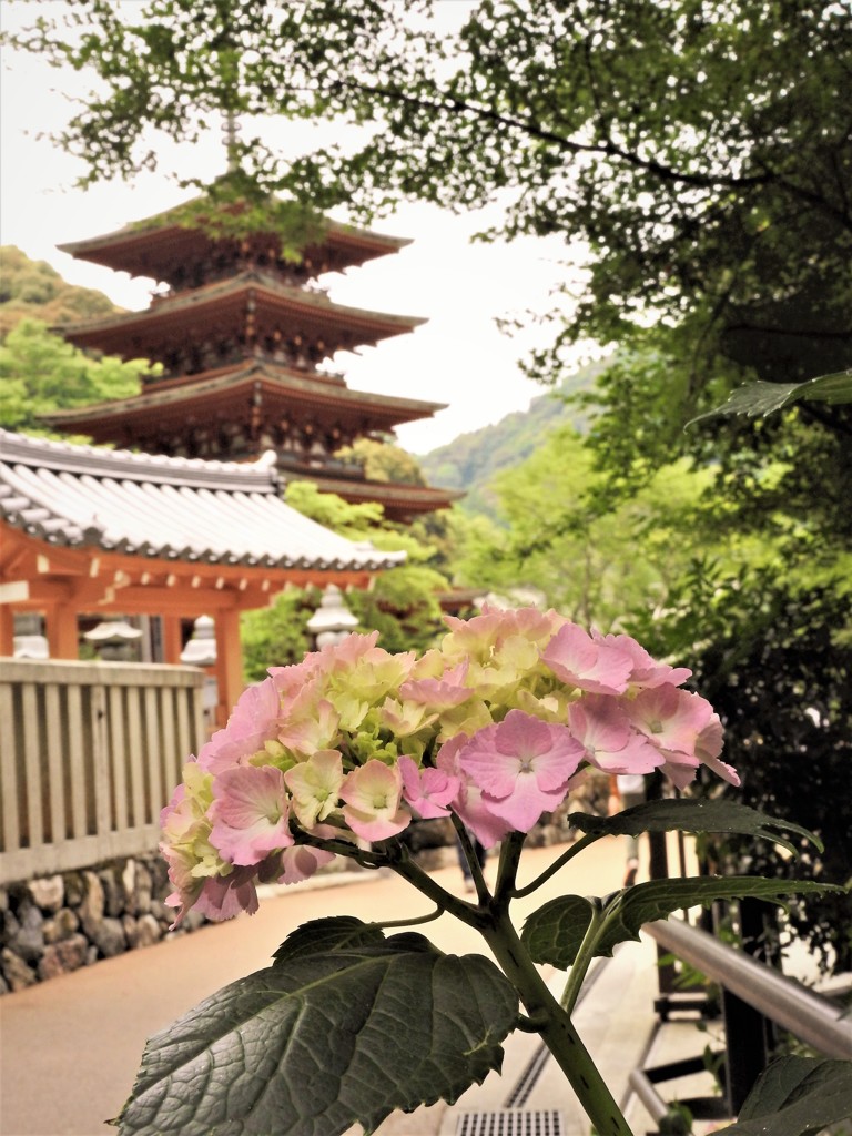 花のある風景　長谷寺　塔と