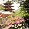 花のある風景　長谷寺　塔と