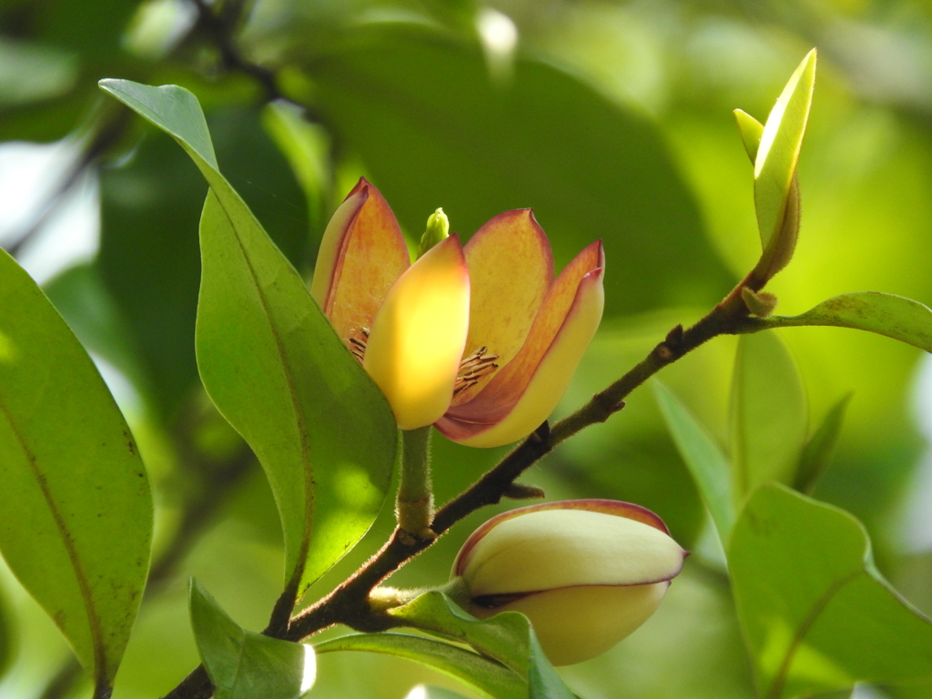 花開く