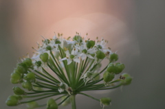 庭の花　盛りを過ぎて