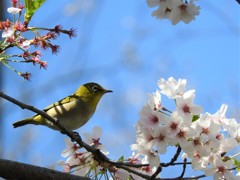 さくめじ