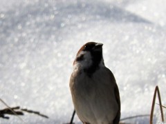 雪上から何を見る