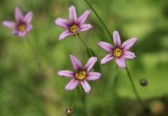 足下の花