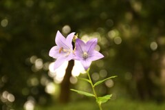 池沿いの小径の