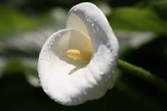 庭の花　カラー