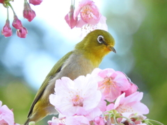 スリムなメジさん