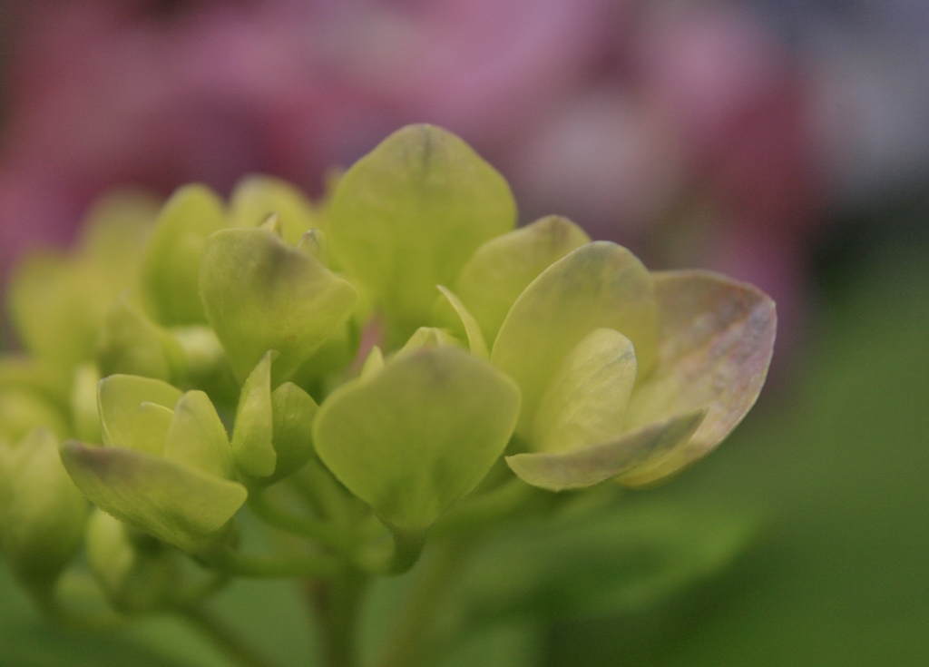 赤い紫陽花と