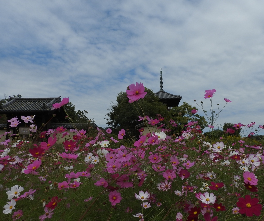 観光写真　法起寺