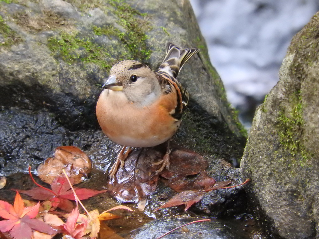 落葉と