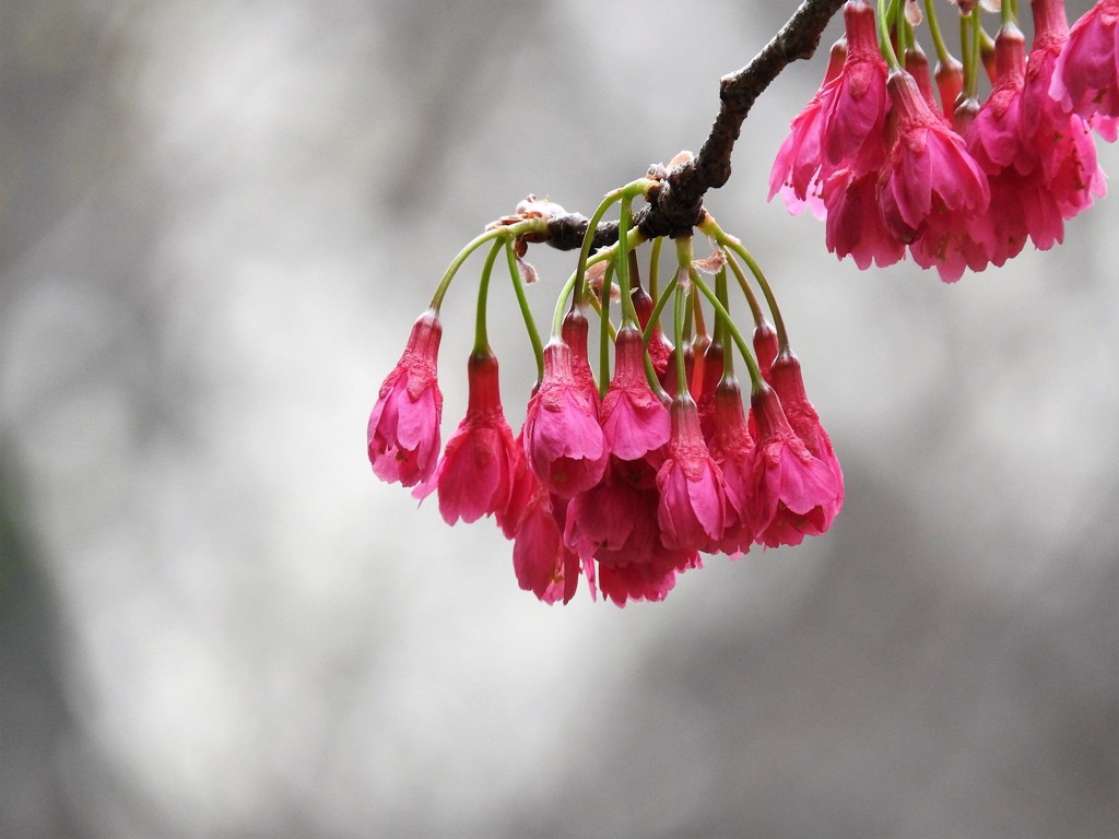 寒緋桜の奥には