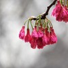 寒緋桜の奥には