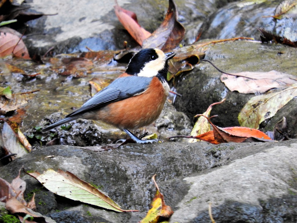 鳥さん　横顔