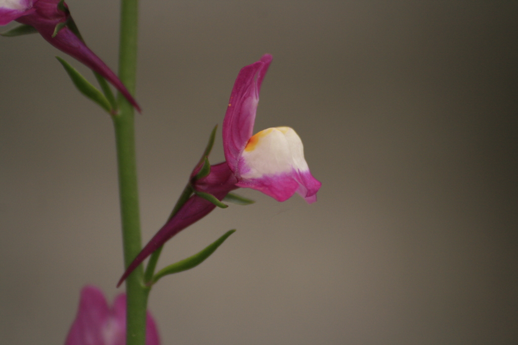 道端の花2
