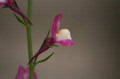 道端の花2