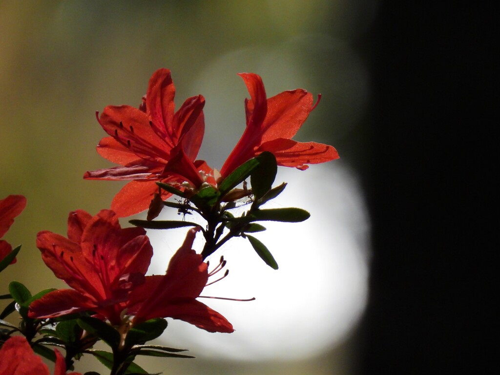 春の花を