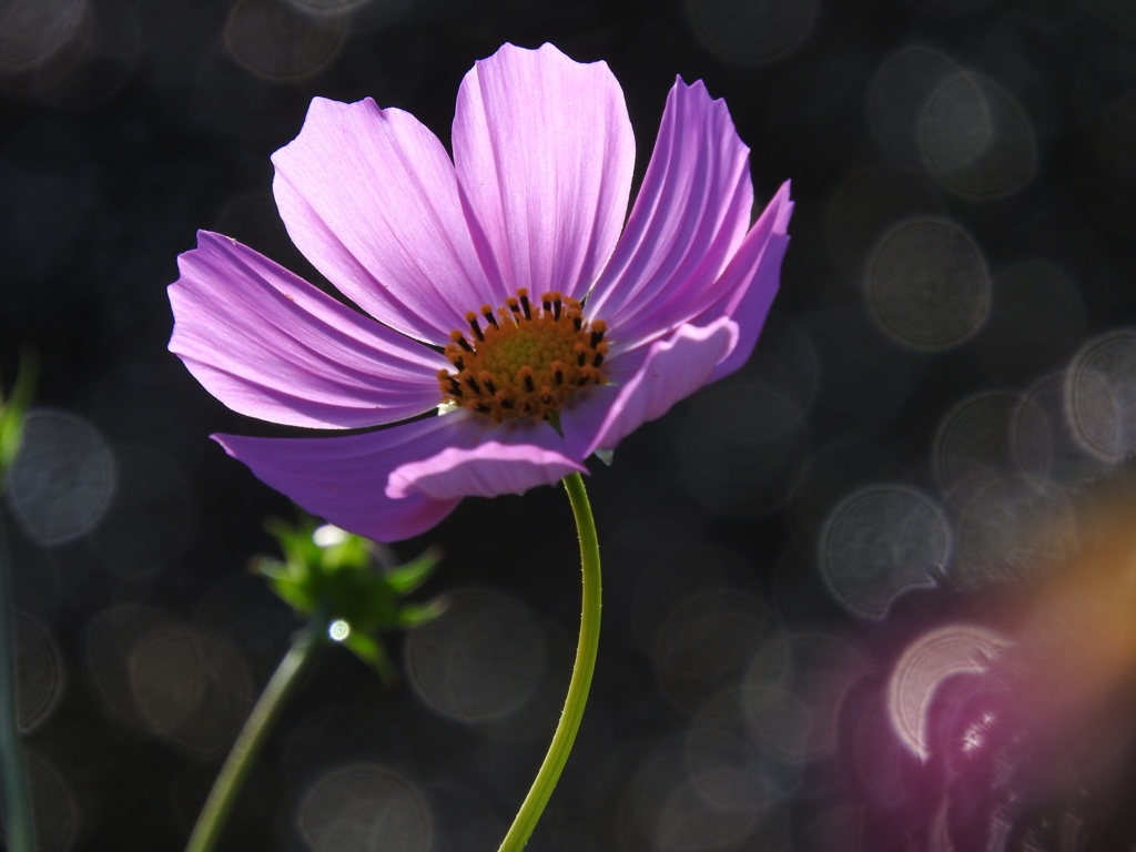 初夏咲き秋桜