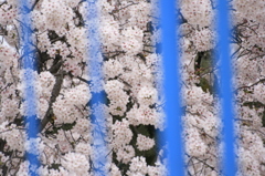 青の檻