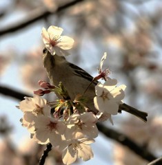 花をどうぞ