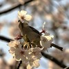 花をどうぞ