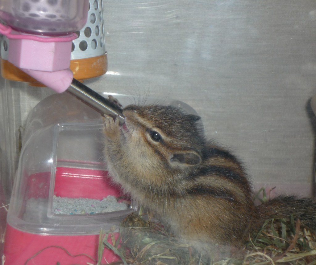 さくらちゃん 