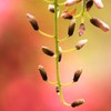 藤の向こうは牡丹