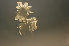 蝋梅　装いを変えて