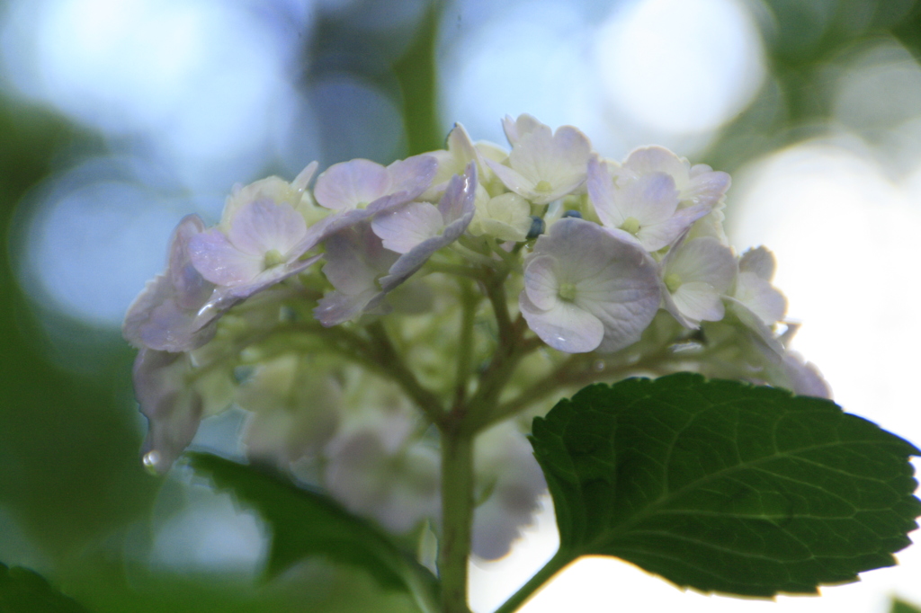 青い紫陽花と