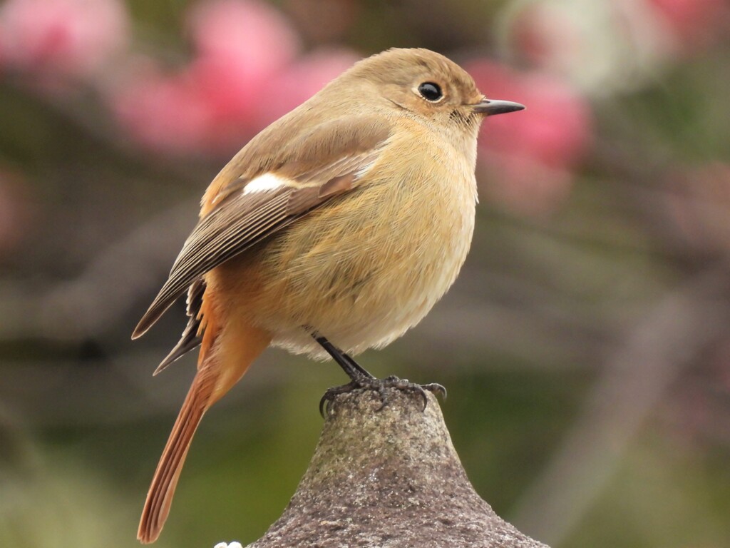 梅とお嬢