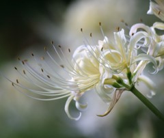 明日香の秋　稲渕の花