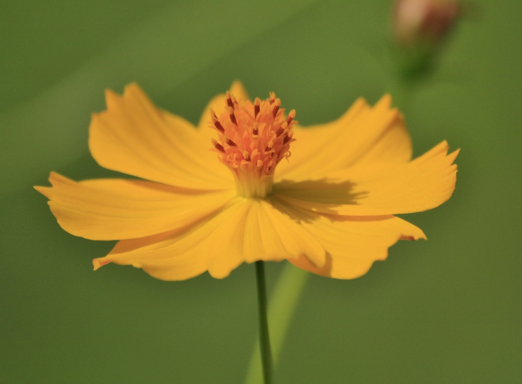 秋に咲く花