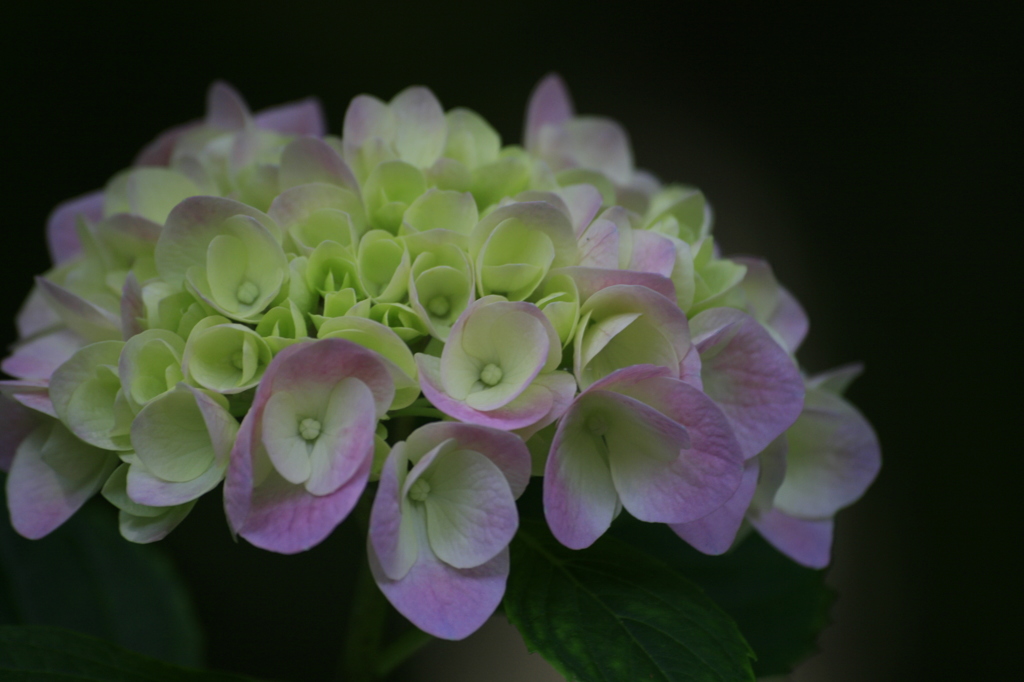 紫陽花　主張