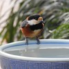 大きな水飲み