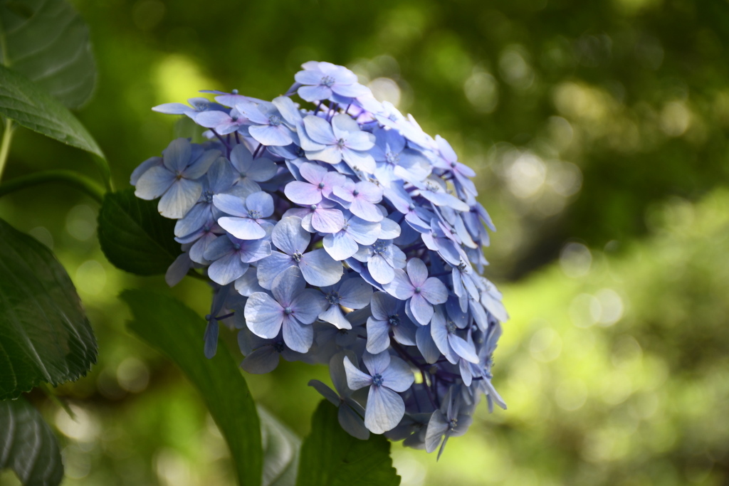 紫陽花の奥に