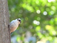 エナガの奥にはみどり～