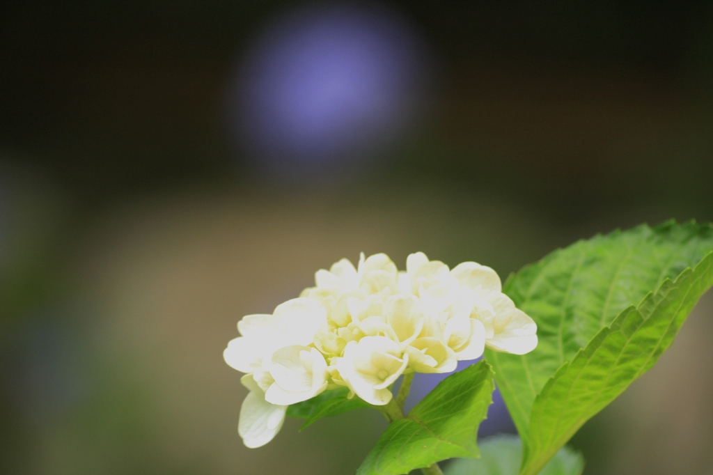 紫陽花　輝いて