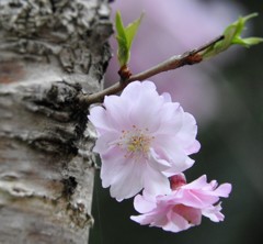 春の花　さくら　