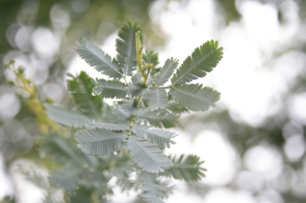 光と葉としずくと