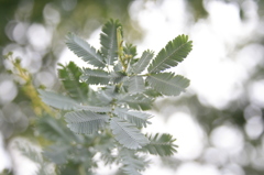 光と葉としずくと