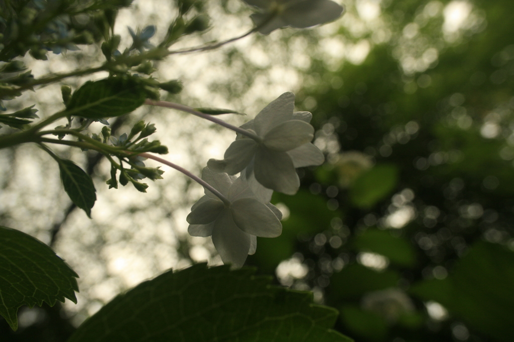 紫陽花　光と　背中