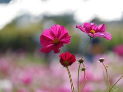 秋桜紅く