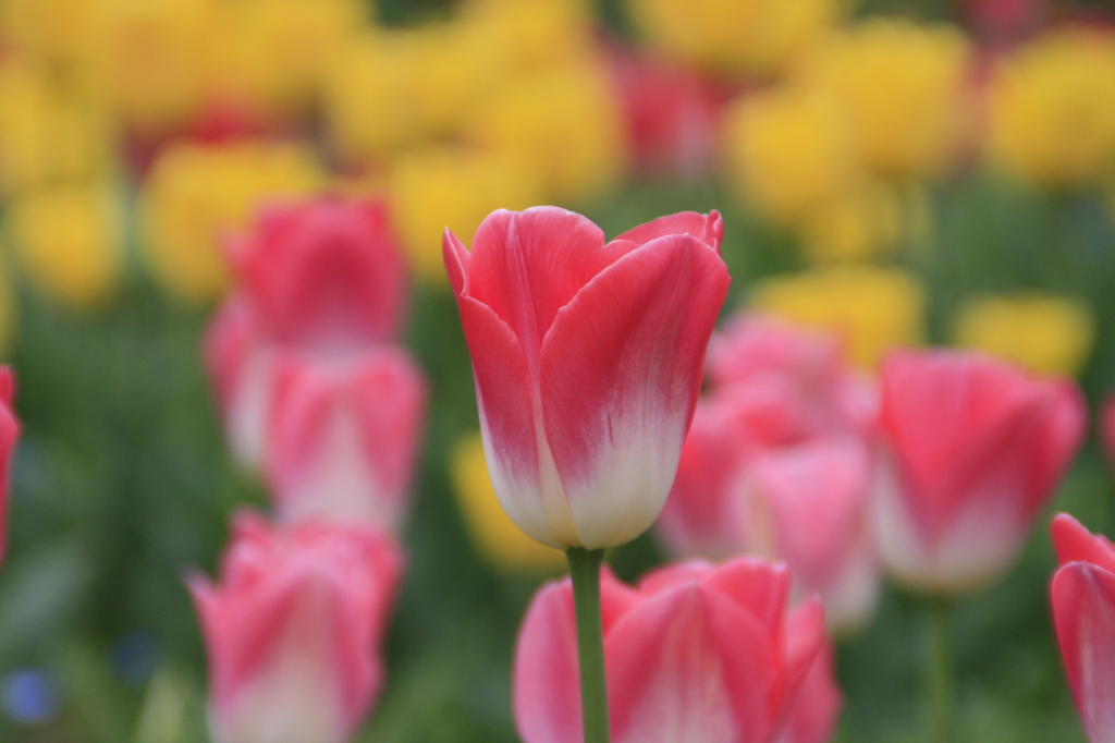 チューリップフェア