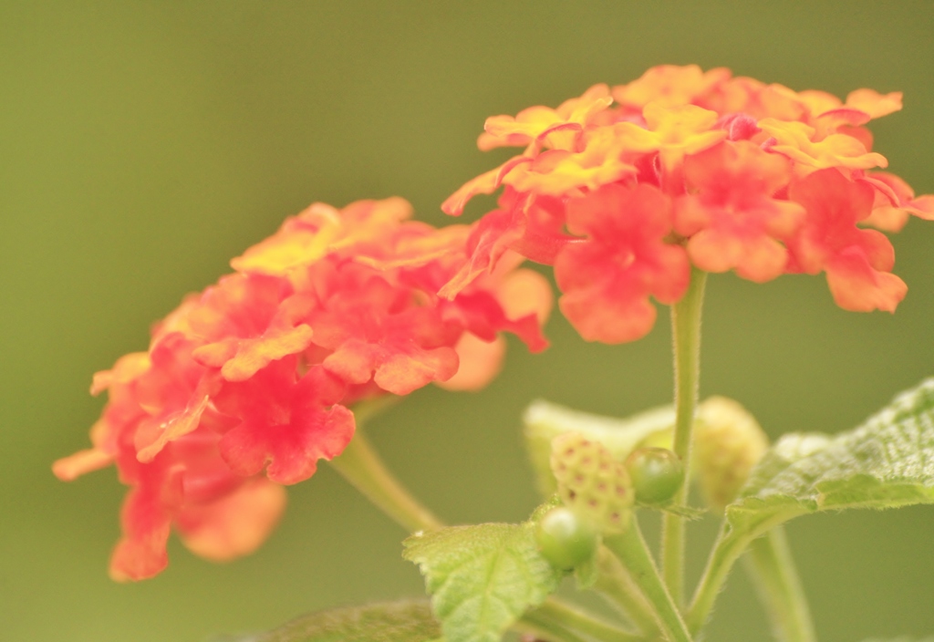 庭の花　寄せ植えから