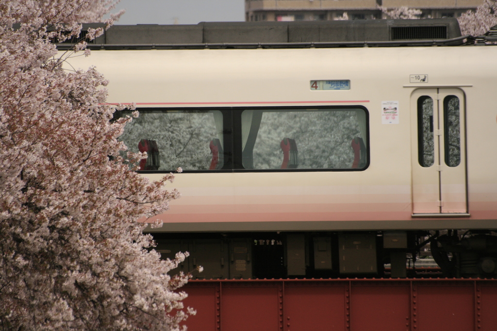 桜　さくらライナー　桜