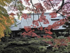 大きな紅葉のある庭で