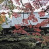 大きな紅葉のある庭で