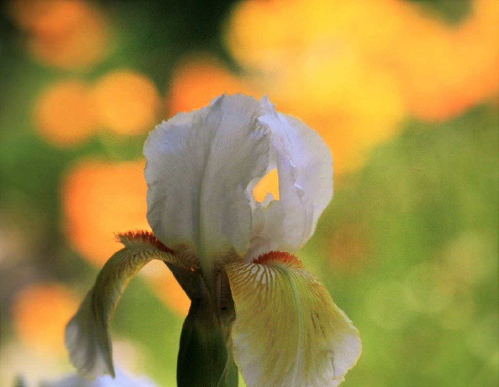 花弁の向こう側